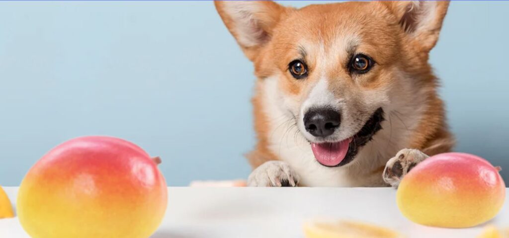 can dogs eat mango in hindi 2022