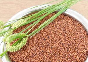 Benefits of Ragi in Hindi