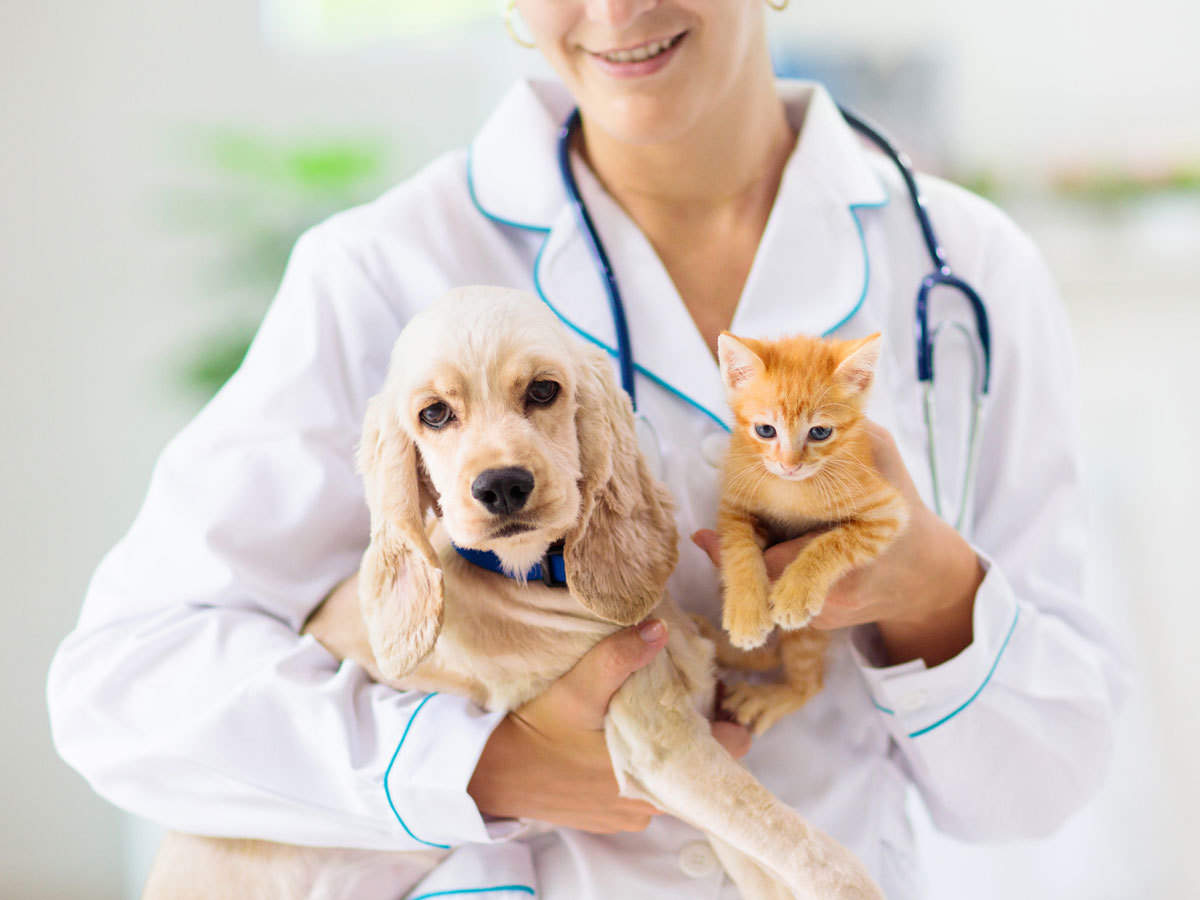 Best Tips for Choosing Right Pet Insurance